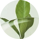 Rosemary