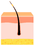 Prologue is the first hair technology to reach the deepest cellular levels